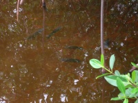 fish in mangrove roots.JPG
